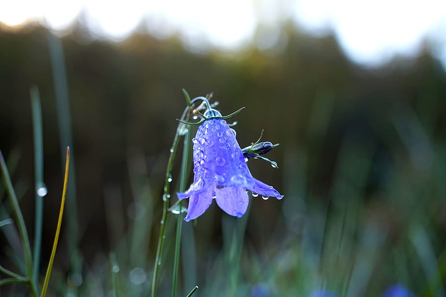 bellflower, grass, blossom, bloom, blue, dew, wet, close up HD wallpaper