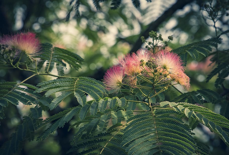 silk, tree silk, flower, pink, nature, flowers, summer, floral HD wallpaper