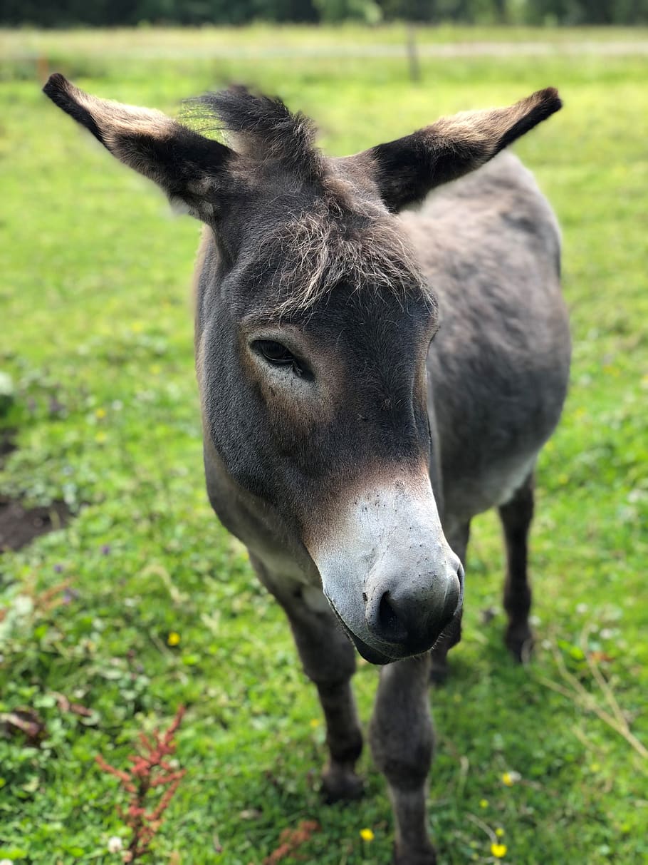 donkey, rural, meadow, animal themes, mammal, one animal, domestic animals HD wallpaper