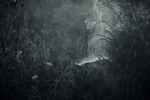 grayscale photo of spider's web and grass field, spiderweb, cobweb HD wallpaper