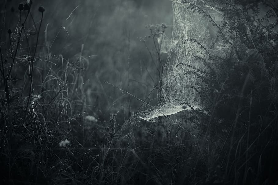 grayscale photo of spider's web and grass field, spiderweb, cobweb HD wallpaper