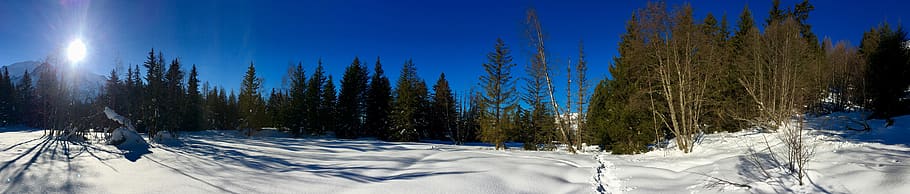 snow, cold temperature, winter, tree, plant, nature, sky, blue HD wallpaper