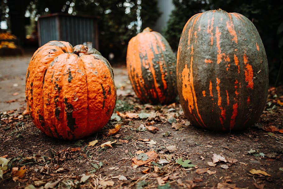 three orange-and-green pumpkins, plant, produce, vegetable, flora HD wallpaper