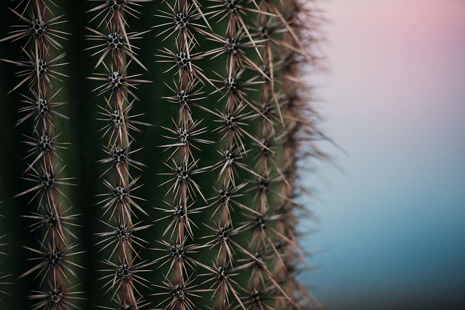 close-up photo of cactus plant, cacti, sunset, sunrise, nature HD wallpaper