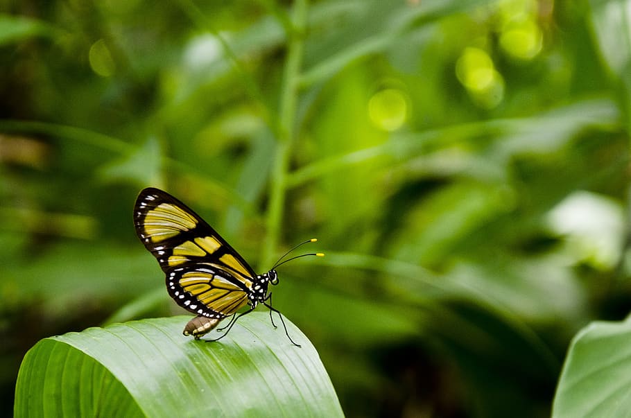 Yellow and Black Butterfly on Top of Green Leaf, insect, macro HD wallpaper