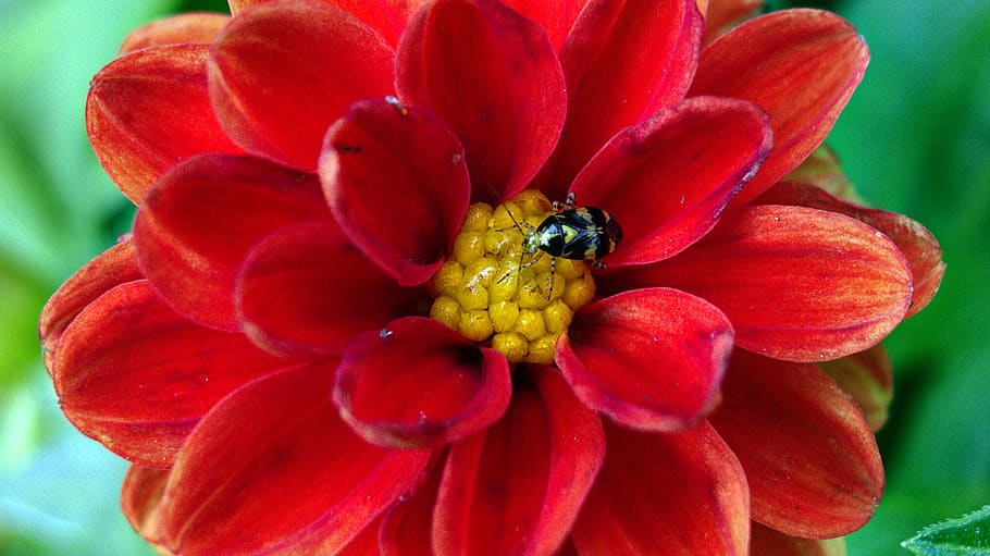 flower, spring, red, macro, flowers, plant, summer, pink, garden HD wallpaper
