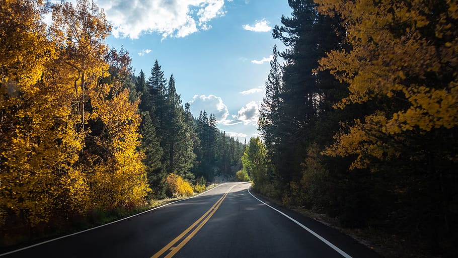 landscape photography of trees, road, blue sky, cloud, forest HD wallpaper