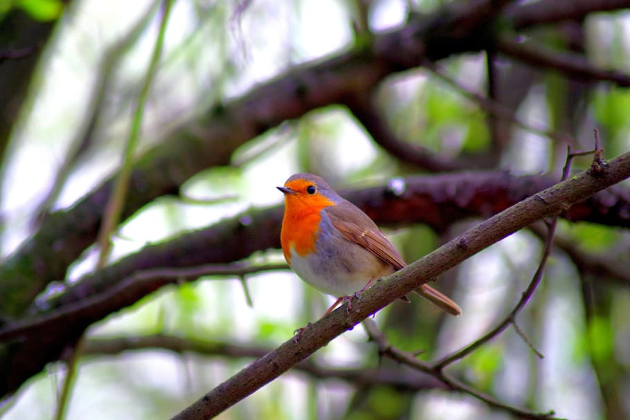 robin, bird, nature, tree, wild, animal themes, perching, animal wildlife HD wallpaper