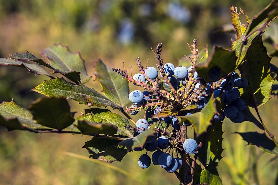 berry, nature, ripe, fresh, blue, juicy, plant, fruit, growth HD wallpaper