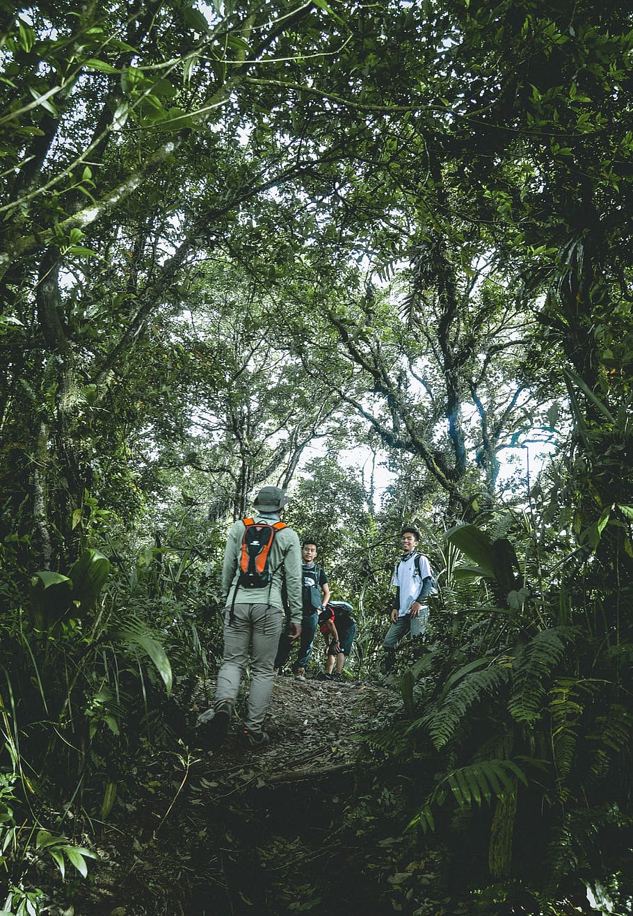 indonesia, kelud, tree, plant, growth, group of people, real people HD wallpaper