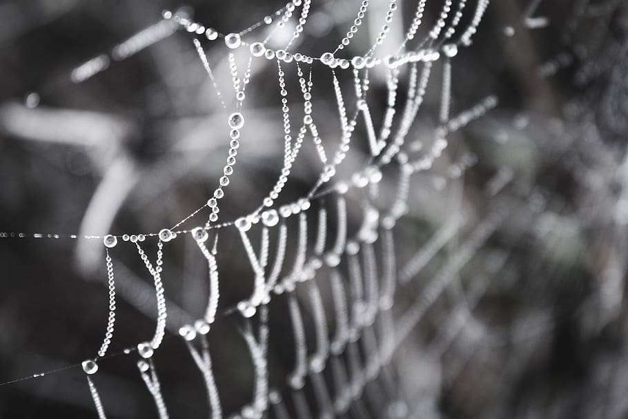 web, dew, dew drops, dew drops on the web, nature, original image HD wallpaper