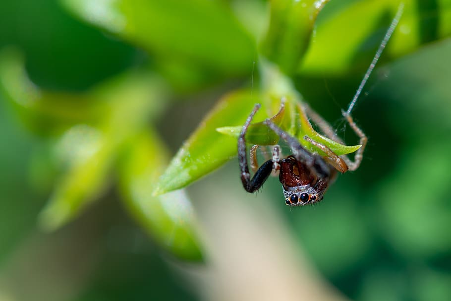 jumping spider, insect, macro, web, nature, arachnid, wildlife HD wallpaper