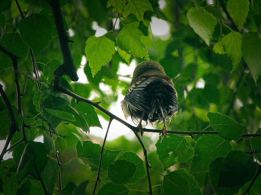 bird perched on branch, leaf, plant part, vertebrate, animal wildlife HD wallpaper