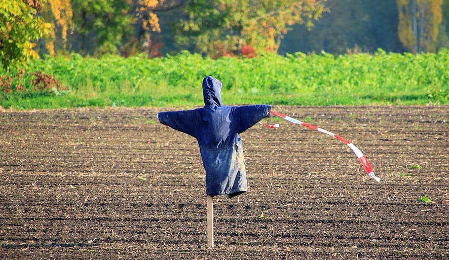 scarecrow, arable, field, bird control, deception, coat, agriculture HD wallpaper