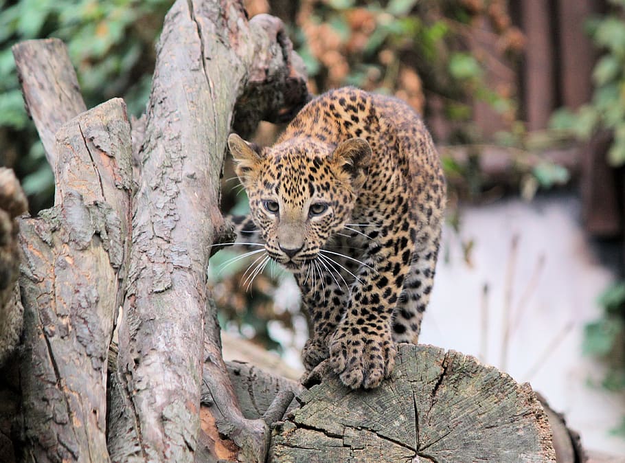 leopard on brown tree, feline, animal, big cat, animal themes HD wallpaper