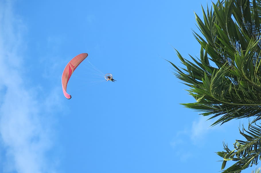 sky, low angle view, flying, tree, plant, day, blue, nature HD wallpaper