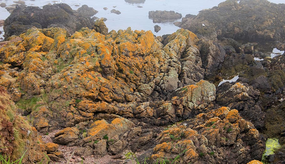 seashore, coast, rocks, seaweed, harr, sea fog, pools, water, HD wallpaper