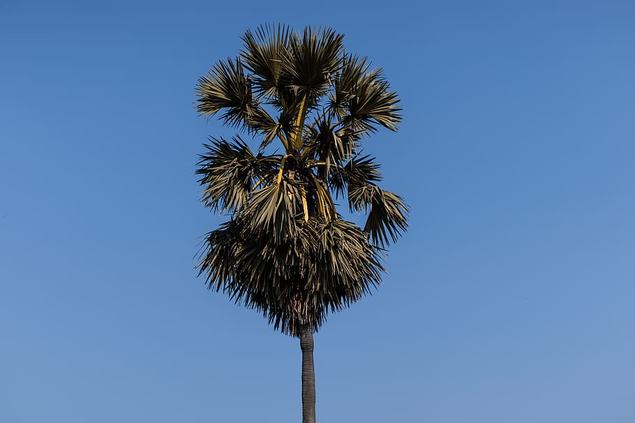 Palm Tree, sky, tropical, low angle view, blue, clear sky, no people HD wallpaper