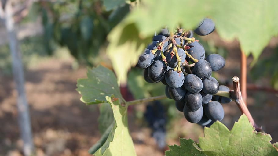 grapes, loza, fruit, wine, vineyard, harvest, nature, ripe HD wallpaper