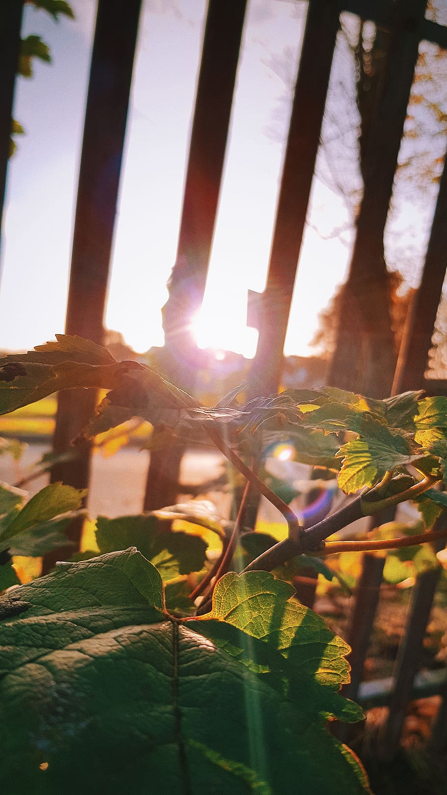 sunlight, nature, sky, day, plant, leaf, plant part, sunbeam HD wallpaper