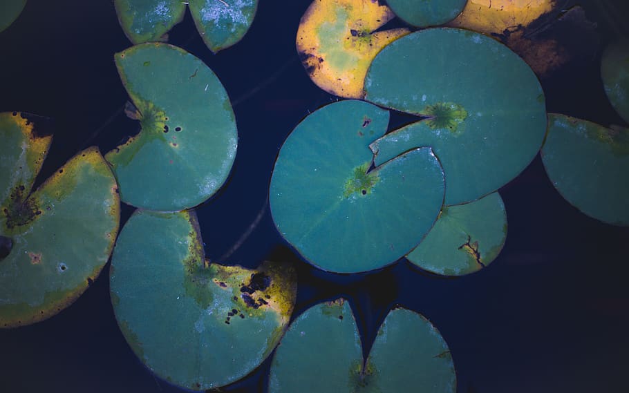 green leaves, giardino delle rose, italy, firenze, water, pad, HD wallpaper
