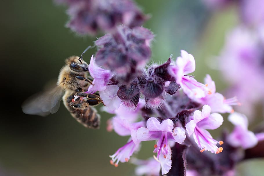 wild bee, nature, insect, close up, macro, flower, pollen, pollination HD wallpaper