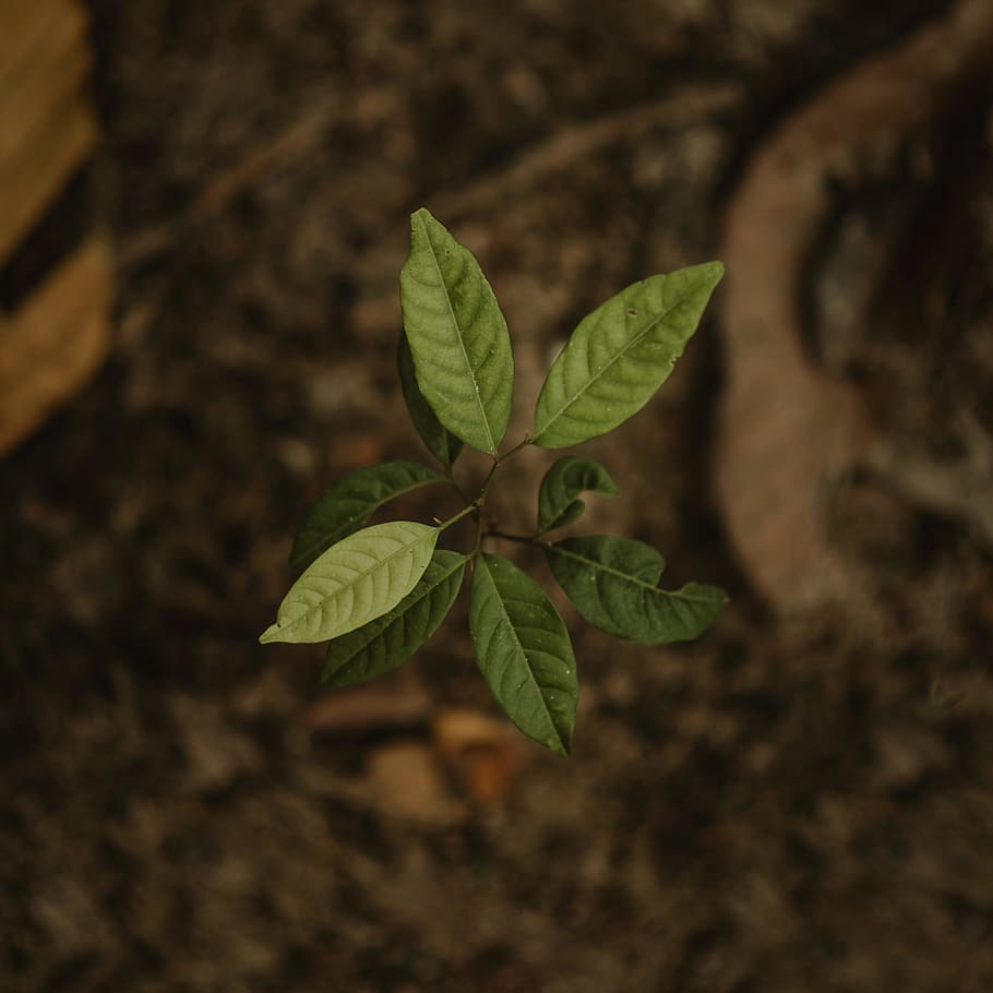Close Up Photo of Green Seedling, blurred background, close-up HD wallpaper