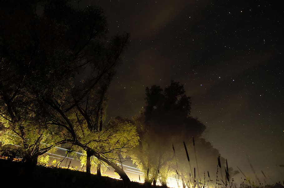 green leaf trees at night time, outdoors, forest, plant, flora HD wallpaper