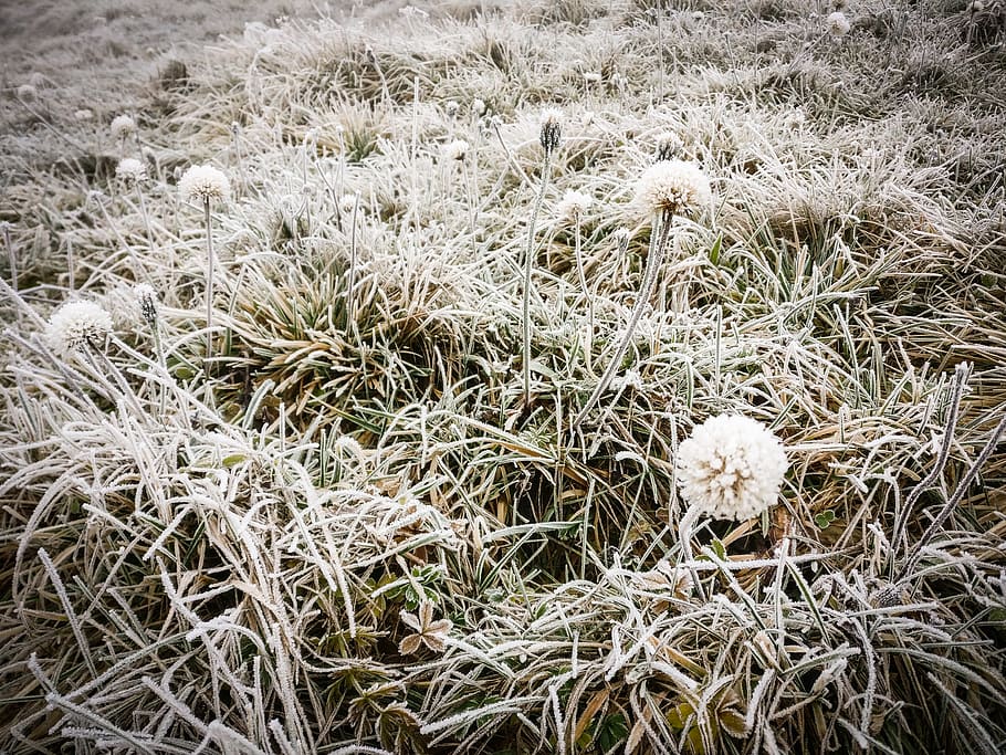 cold, cold brew, zing, ze, dom, nature, grass, flower, plant HD wallpaper