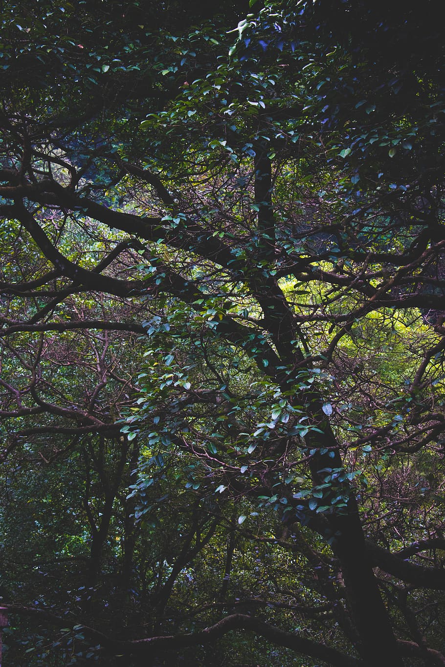 india, coonoor, branches, entangled, twisted, leaves, trees HD wallpaper