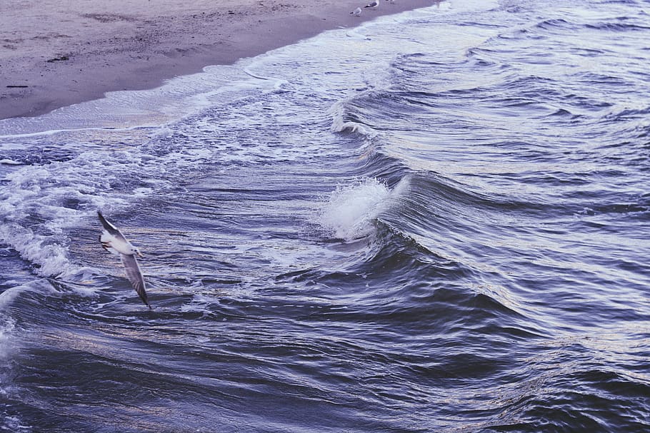 waves, surfing, gull, nature, background, landscape, wallpaper HD wallpaper