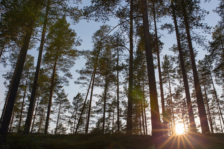 trees, plant, nature, mountain, highland, sunlight, sunset HD wallpaper