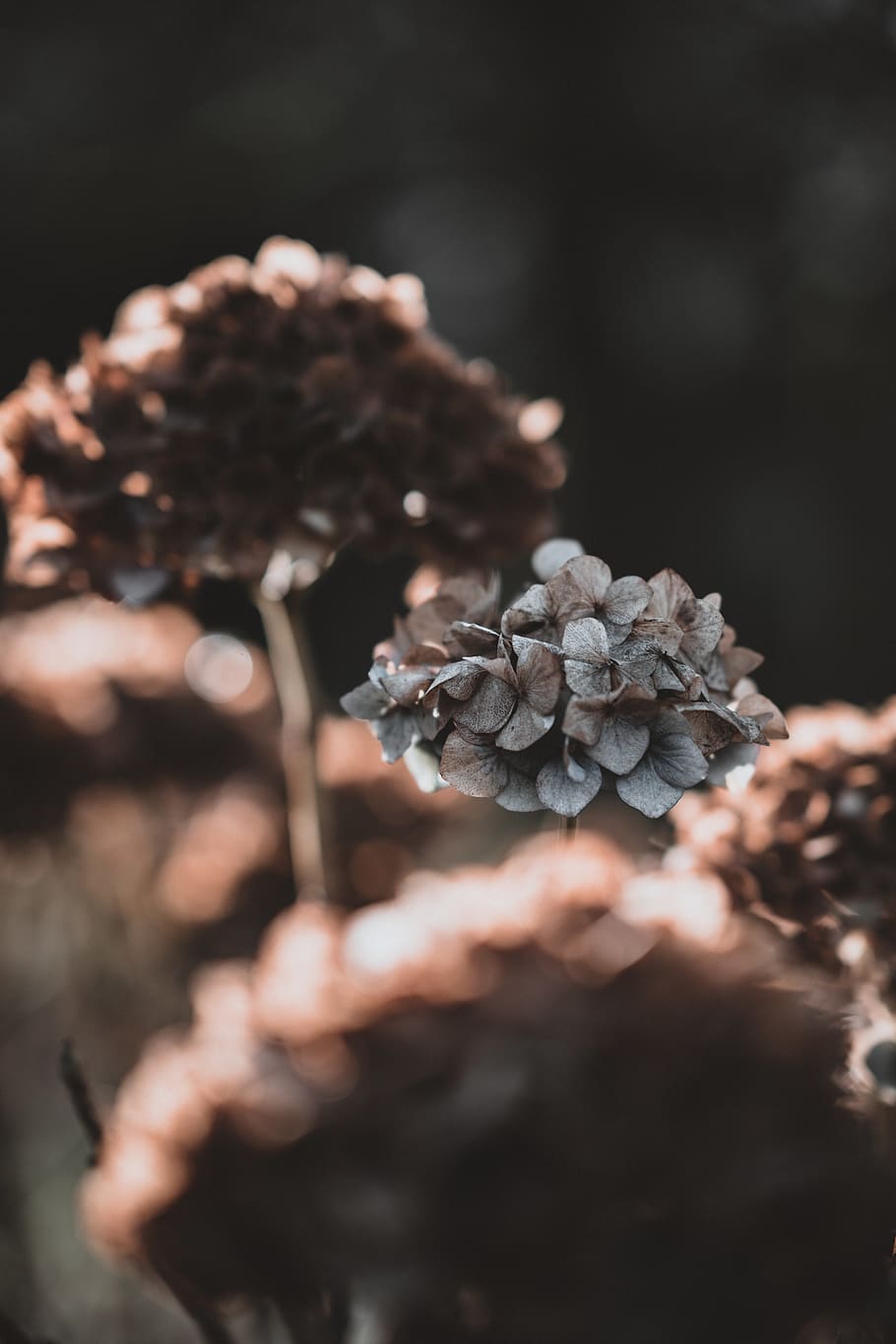 brown plant, blossom, flower, geranium, petal, cherry blossom HD wallpaper