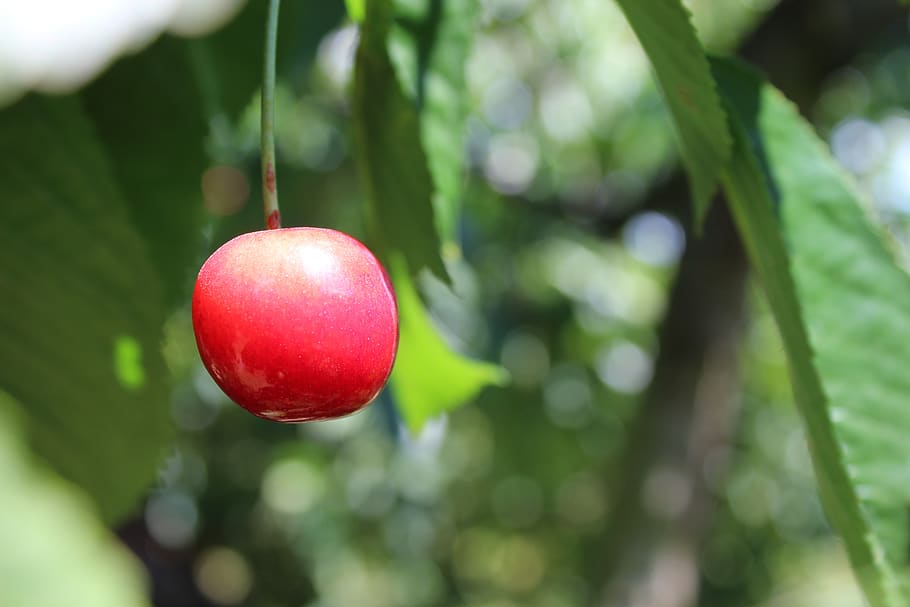 cherry, fruit, sweet, delicious, sweet cherry, fruits, vegetarian HD wallpaper