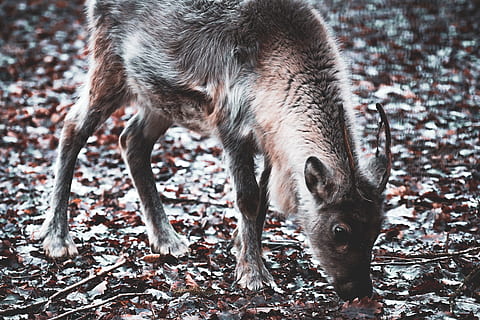 animal sniffing leaf, mammal, deer, canine, pet, dog, wildlife HD wallpaper