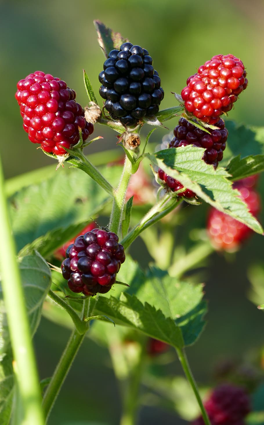 nature, forest, blackberries, red, purple, ripe, immature, leaves stems HD wallpaper