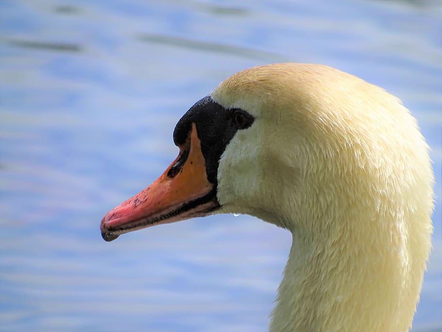 macro, swan, head, profile, nature, water, close up, animal HD wallpaper