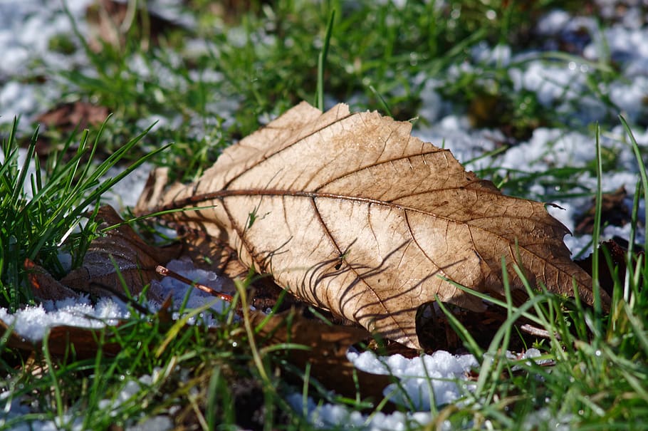 leaf, plant, tree, nature, snow, grass, fungus, maple leaf HD wallpaper