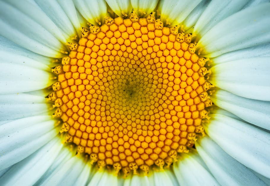 White Daisy Flower in Closeup Photography, bloom, blooming, blossom HD wallpaper