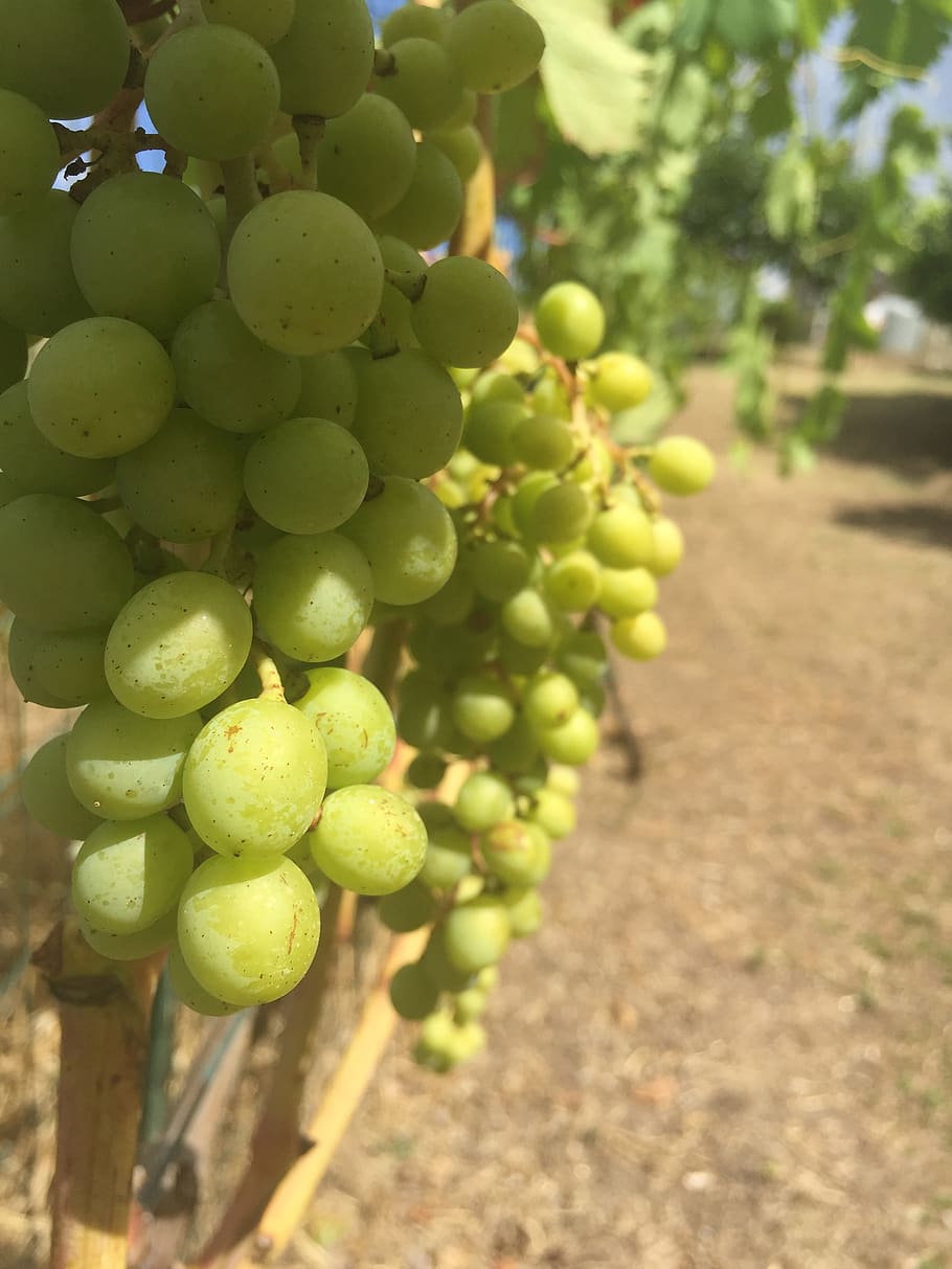 grapes, vine, wine, vineyard, sweet, grapevine, italy, harvest HD wallpaper