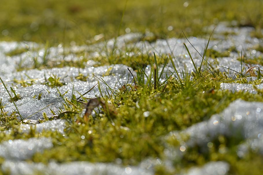 grass, snow, spring, light, blade of grass, nature, meadow HD wallpaper