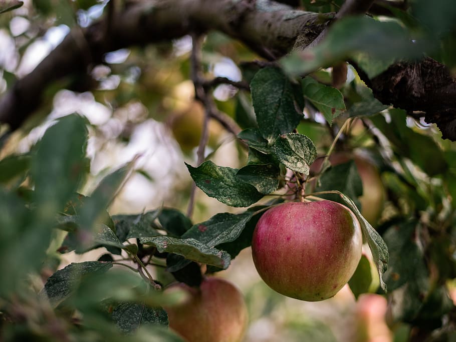 red and green apple hanging from the tree, leaf, leaves, harvest HD wallpaper