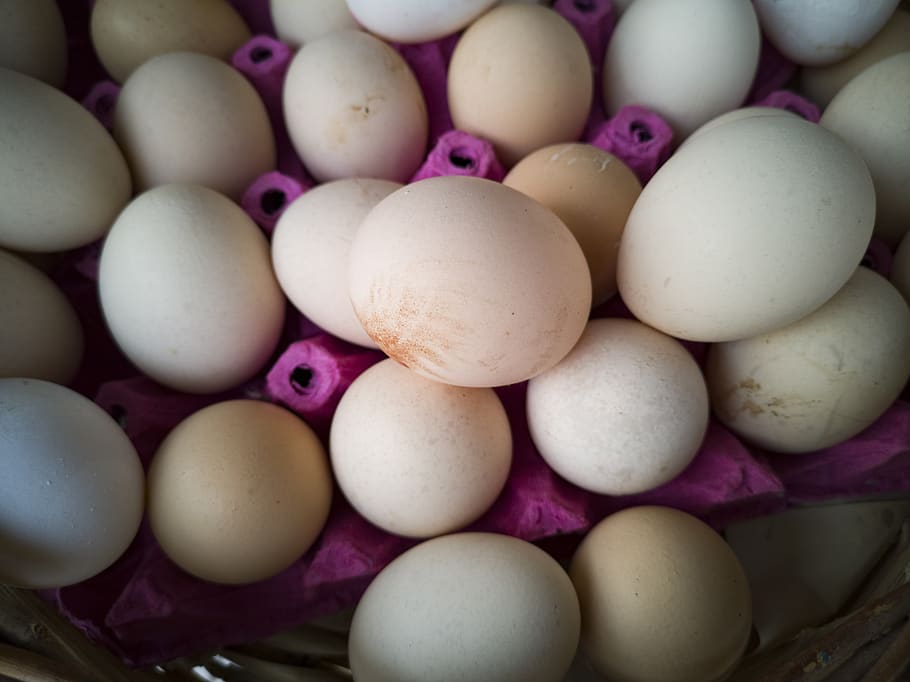 egg, chicken, protein, delicious, fragile, animal, bird, shell HD wallpaper