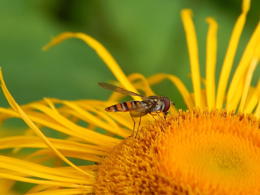 nature, flower, macro, yellow, insect, invertebrate, flowering plant HD wallpaper