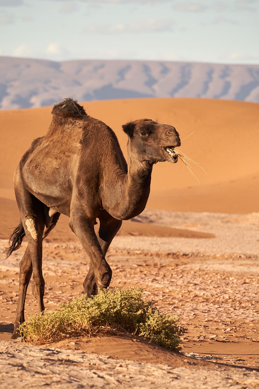 brown camel at field, animal themes, mammal, one animal, vertebrate HD wallpaper