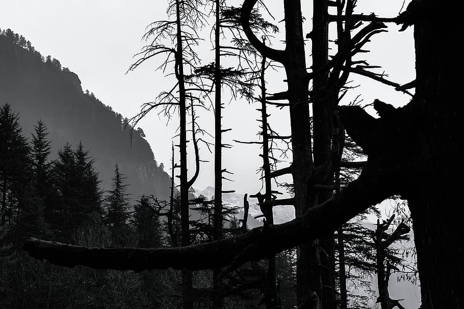 Dark Forest, tree, plant, trunk, tree trunk, tranquility, land HD wallpaper