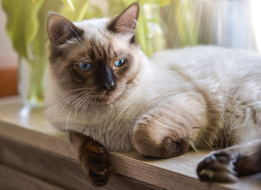 cat, ragdoll, resting, kitten, kitty, blue, animal, relaxed HD wallpaper