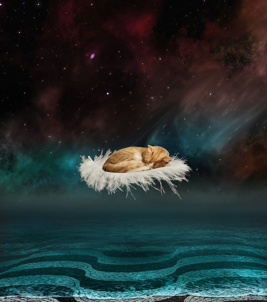 fantasy, water, cat, starry sky, paving stones, feather, composing
