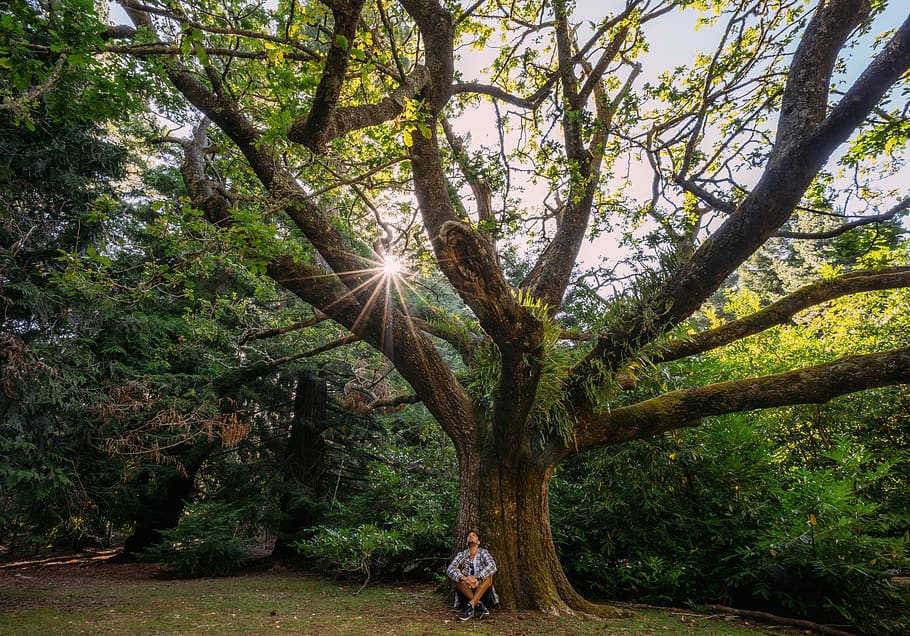 forest, sunlight, flare, star, leaves, green, amazing, tree HD wallpaper