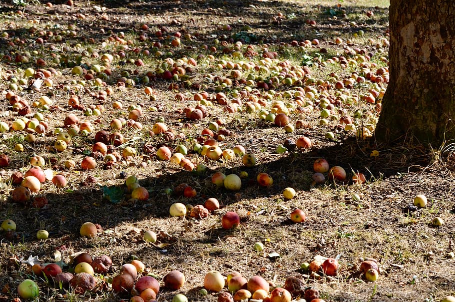 windfall, autumn, fruit, apple, sun, light, orchard, ripe, apfelernte HD wallpaper